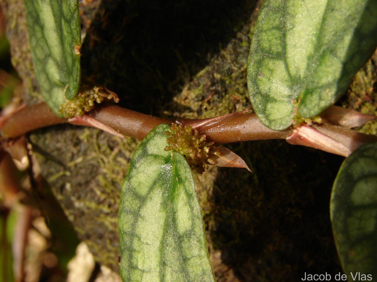 Procris repens (Lour.) B.J.Conn & Hadiah